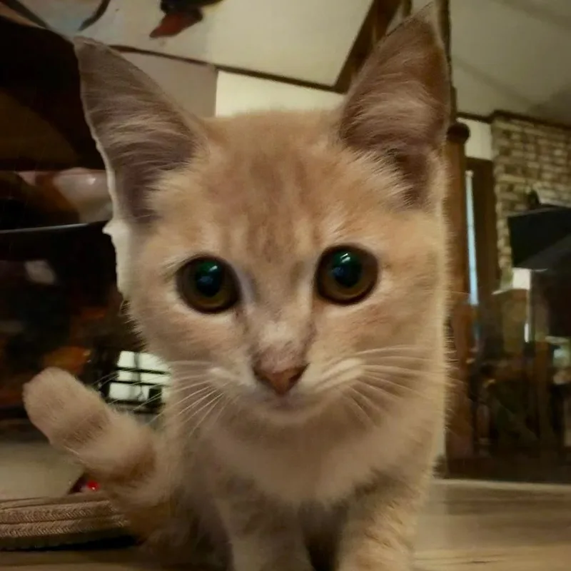 A baby medium-sized female Buff / Tan / Fawn Domestic Short Hair cat named Sunny for adoption in Gastonia, NC