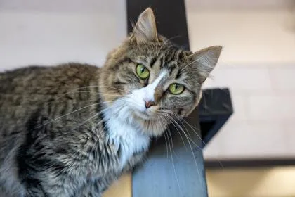 An adult small-sized female Domestic Long Hair cat named Aspen for adoption in Golden Valley, MN
