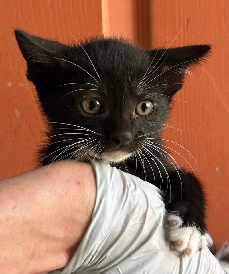 Pete