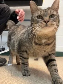 An adult medium-sized female Domestic Short Hair cat named Socks for adoption in Anderson, IN