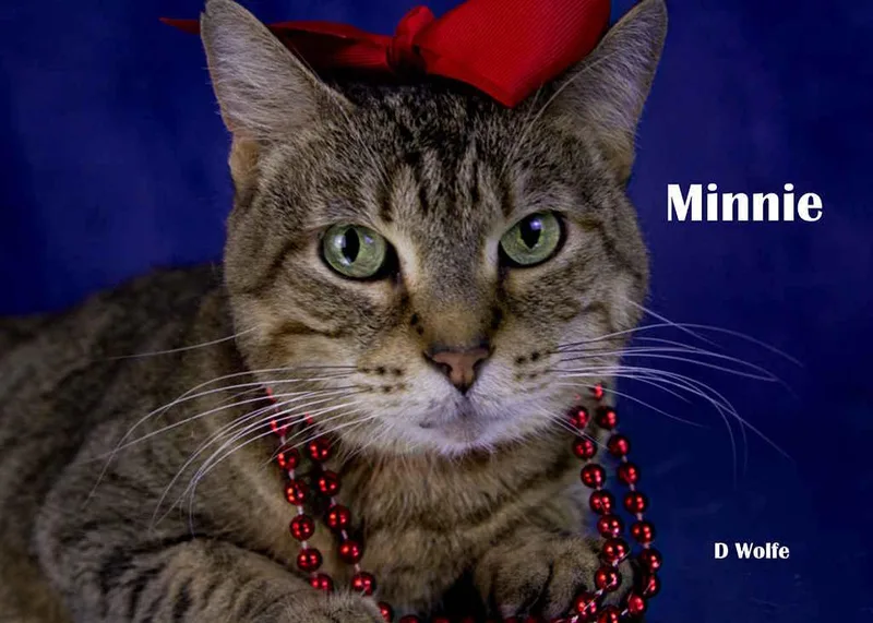 An adult medium-sized female Tabby (Gray / Blue / Silver) Tabby cat named Minnie for adoption in York, NE
