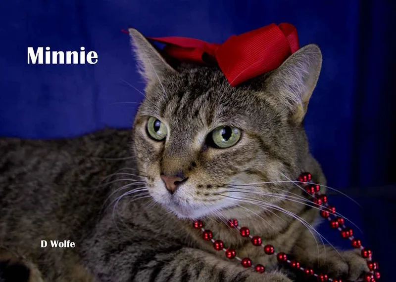 Minnie thumbnail 2