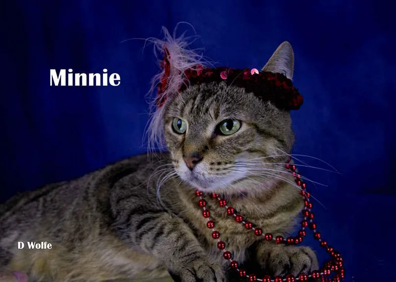 Minnie thumbnail 5
