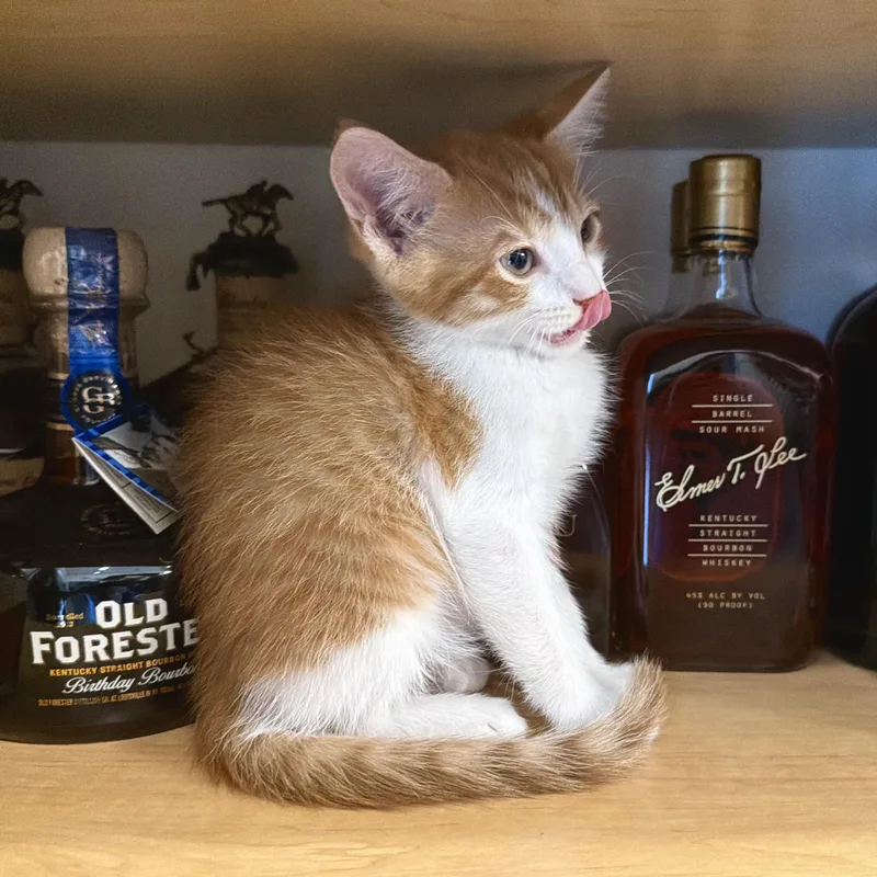 A baby medium-sized male Domestic Short Hair cat named Bourbon for adoption in Lake Monroe, FL