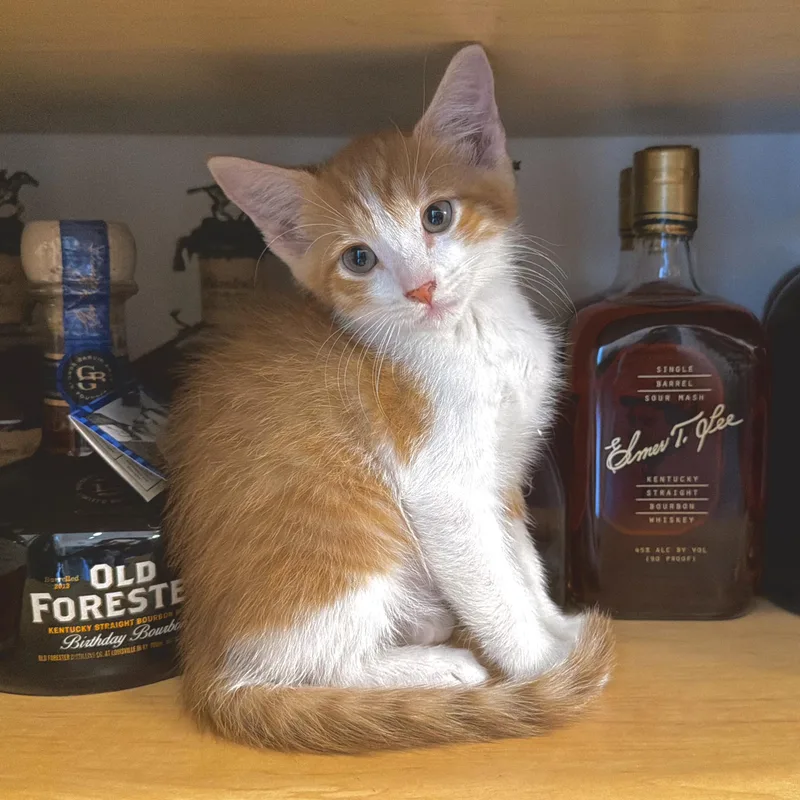 Bourbon thumbnail 3