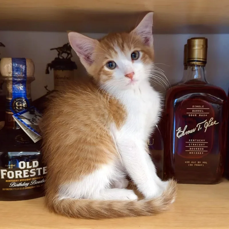 Bourbon thumbnail 4
