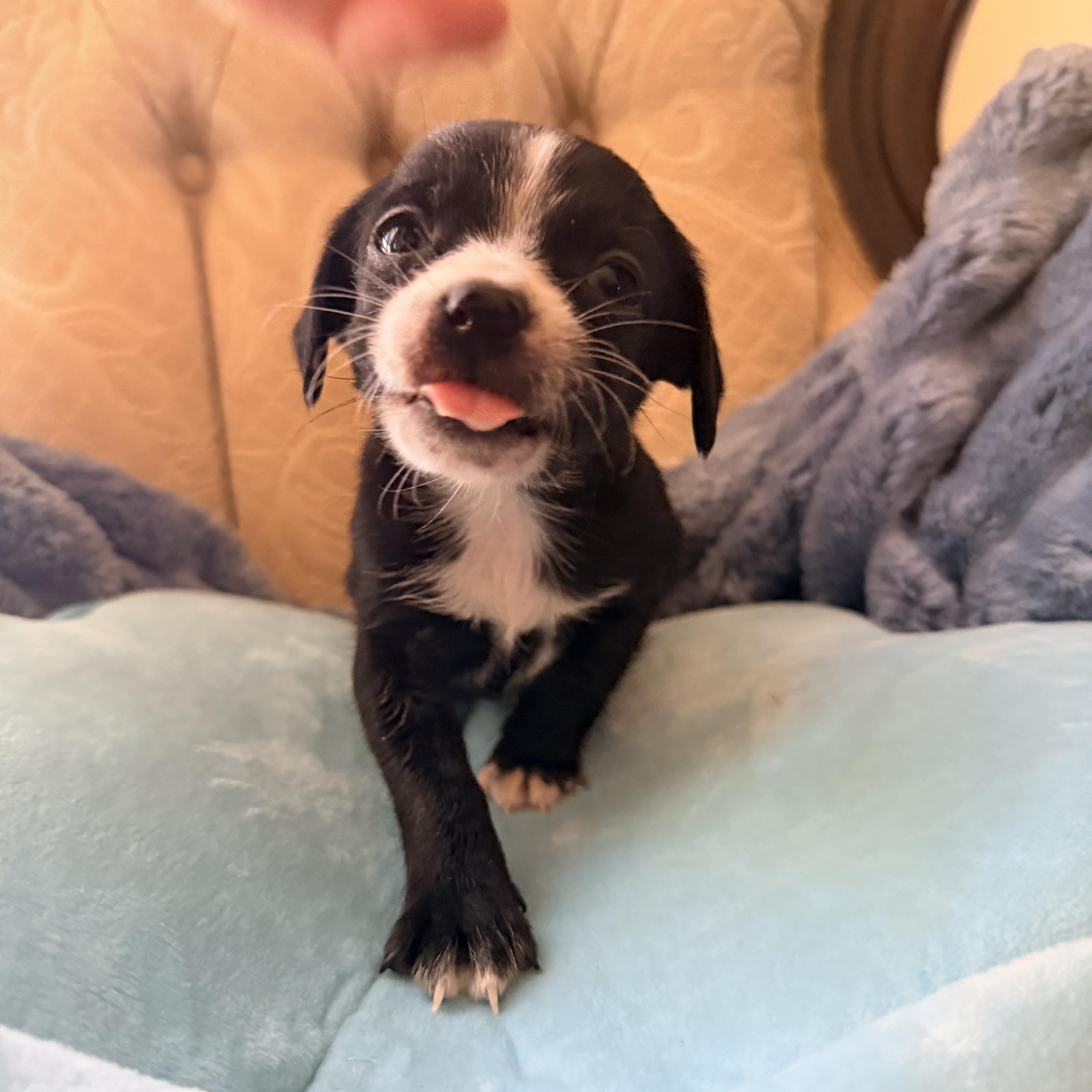 A baby small-sized female Black Dachshund dog named Chickadee for adoption in Newfoundland, NJ