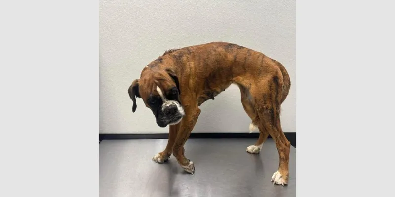 An adult medium-sized female Boxer dog named Flower for adoption in Hewitt, TX