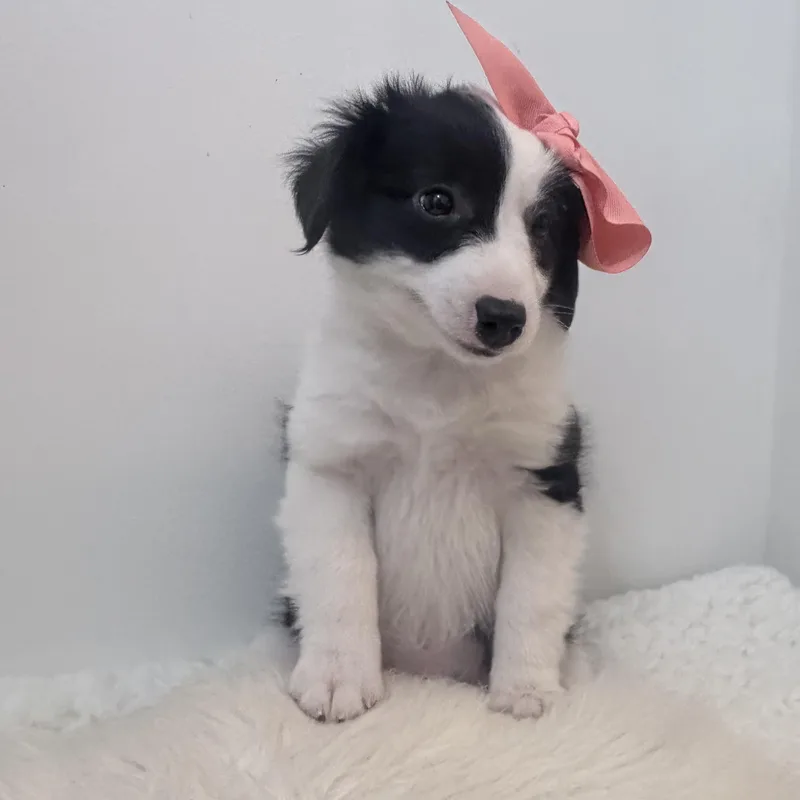 A baby small-sized female Aussiedoodle dog named Puffins for adoption in Wrightstown, NJ