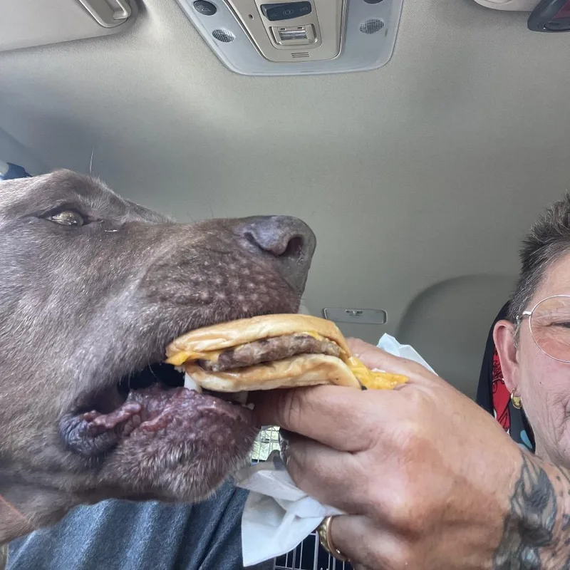 An adult medium-sized male Weimaraner dog named Gentleman Jack for adoption in Freeport, FL