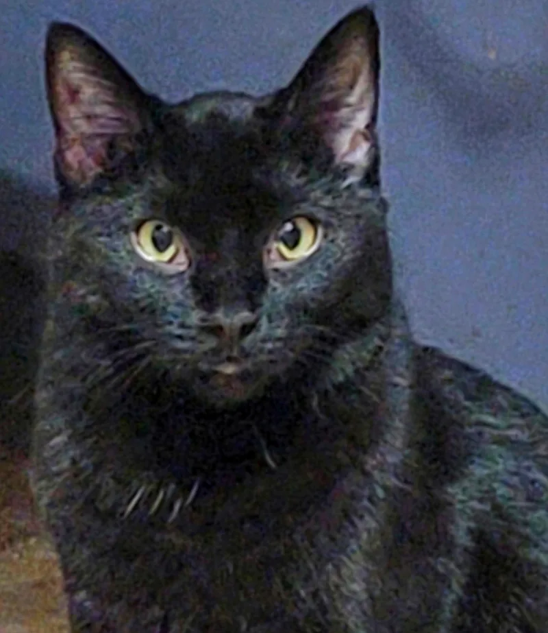An adult medium-sized female Black Bombay cat named A La Vanna for adoption in Lyons, IL
