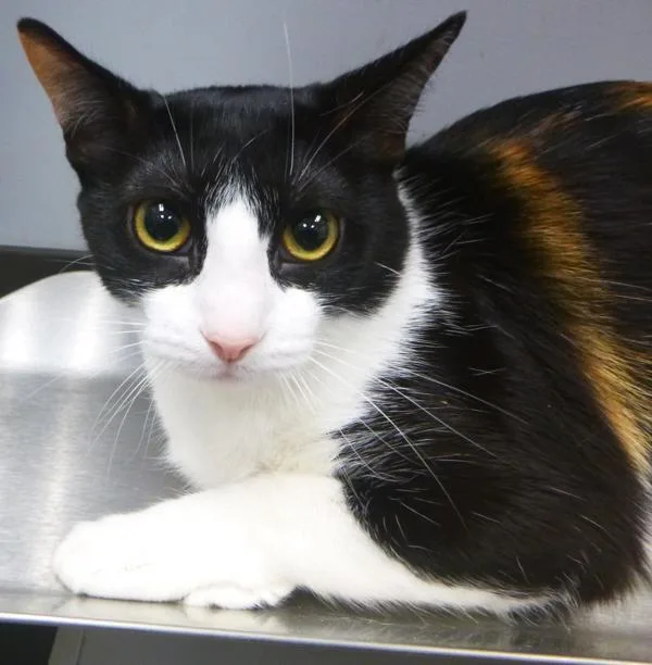 An adult large-sized female Domestic Short Hair cat named Ava for adoption in Lafayette, LA