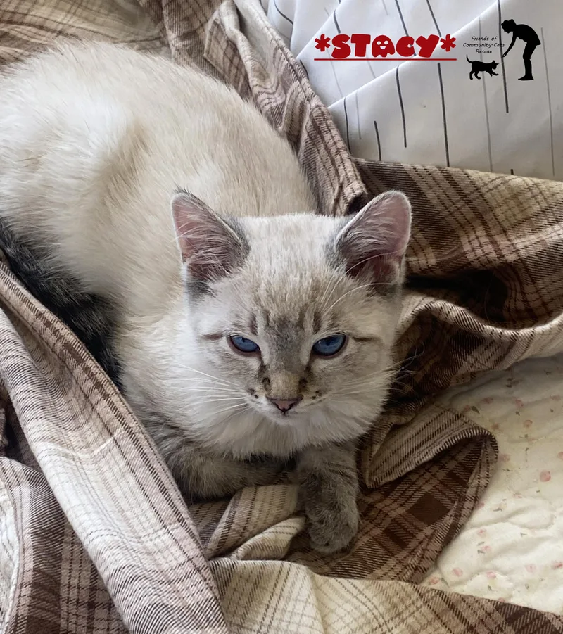 A baby small-sized female Tabby (Tiger Striped) Domestic Short Hair cat named Stacy for adoption in Centerville, UT