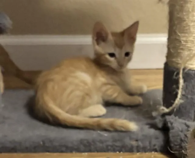 A baby small-sized male Domestic Short Hair cat named Zeppelin for adoption in Tucson, AZ