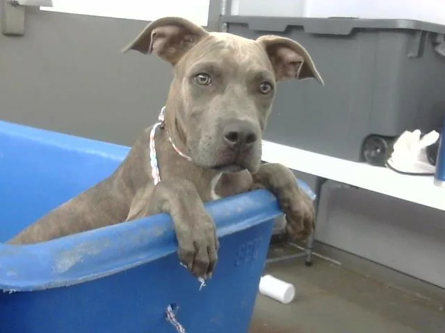 A baby large-sized male Mixed Breed dog named King for adoption in Dallas, TX