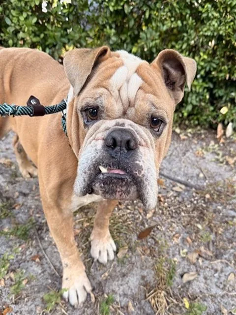 An adult medium-sized male American Bulldog dog named Kristo for adoption in Fort Lauderdale, FL