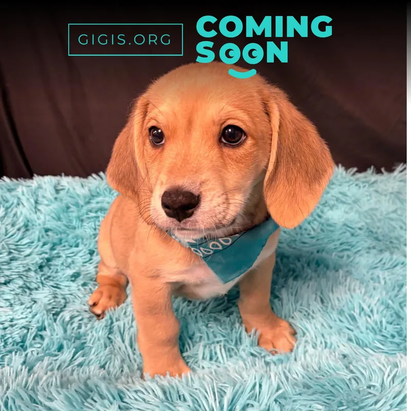 A baby medium-sized male Yellow / Tan / Blond / Fawn Basset Hound dog named Fred for adoption in Canal Winchester, OH