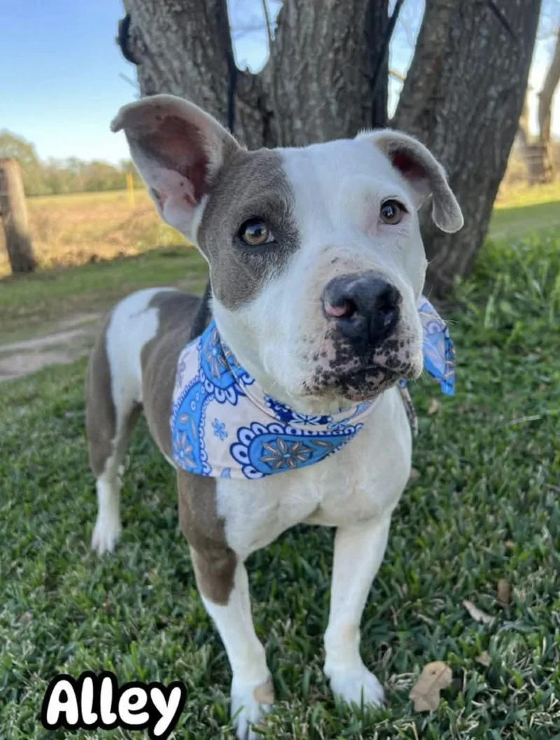 An adult medium-sized female Pit Bull Terrier dog named Alley for adoption in Allen, TX