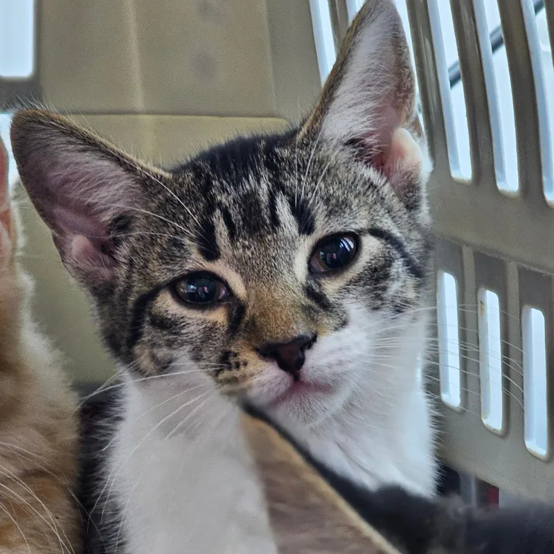 A baby small-sized female Brown / Chocolate Domestic Short Hair cat named Juju for adoption in Corydon, IN