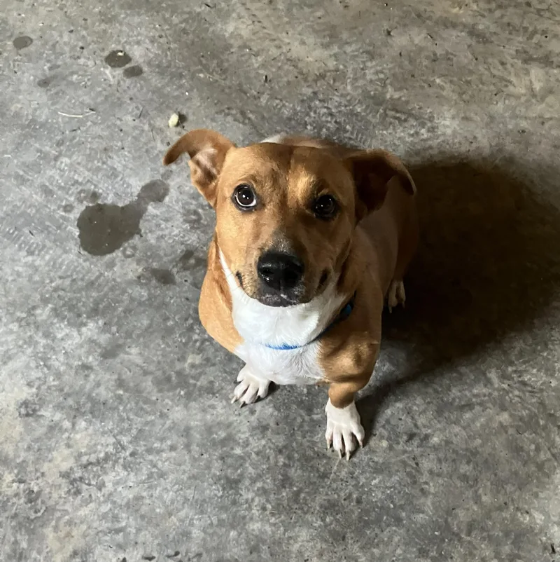 An adult medium-sized female Brown / Chocolate Corgi dog named Fern for adoption in Fayette, MO