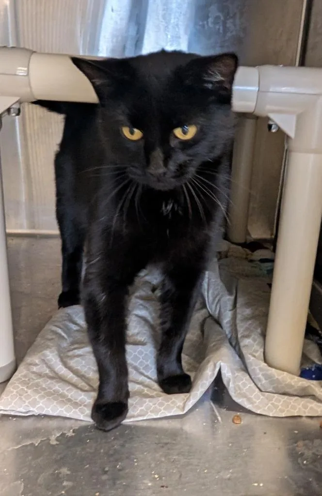 An adult medium-sized female Domestic Short Hair cat named Trash Cat for adoption in Havre, MT