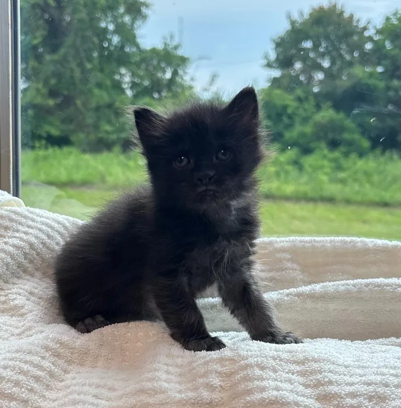 A baby medium-sized male Domestic Short Hair cat named Mario for adoption in Little Rock, AR