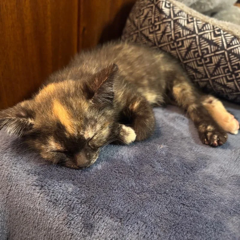 A baby small-sized female Tortoiseshell Domestic Short Hair cat named Trix for adoption in Columbia, MO