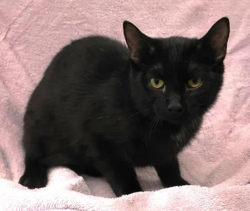 A young medium-sized female Domestic Short Hair cat named Dinah for adoption in Thief River Falls, MN