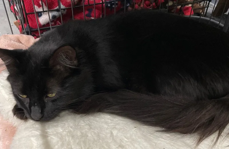 An adult medium-sized female Black Domestic Short Hair cat named Danish for adoption in Island Lake, IL