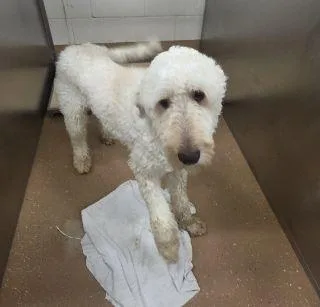 An adult medium-sized male White / Cream Poodle dog named Bertie for adoption in Allen, TX