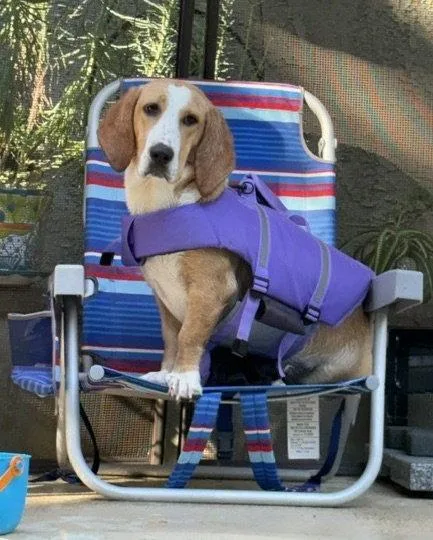 A young medium-sized female Basset Hound dog named Honey for adoption in Petaluma, CA