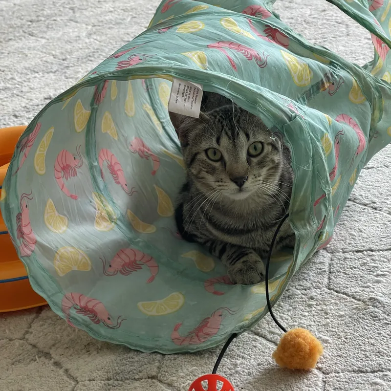 A young medium-sized male Brown / Chocolate Domestic Short Hair cat named Andy for adoption in san antonio, TX