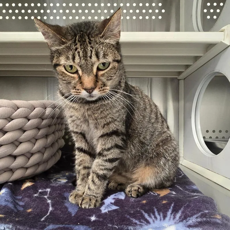 An adult medium-sized female Brown / Chocolate Domestic Short Hair cat named Barley Houston for adoption in Denver, CO
