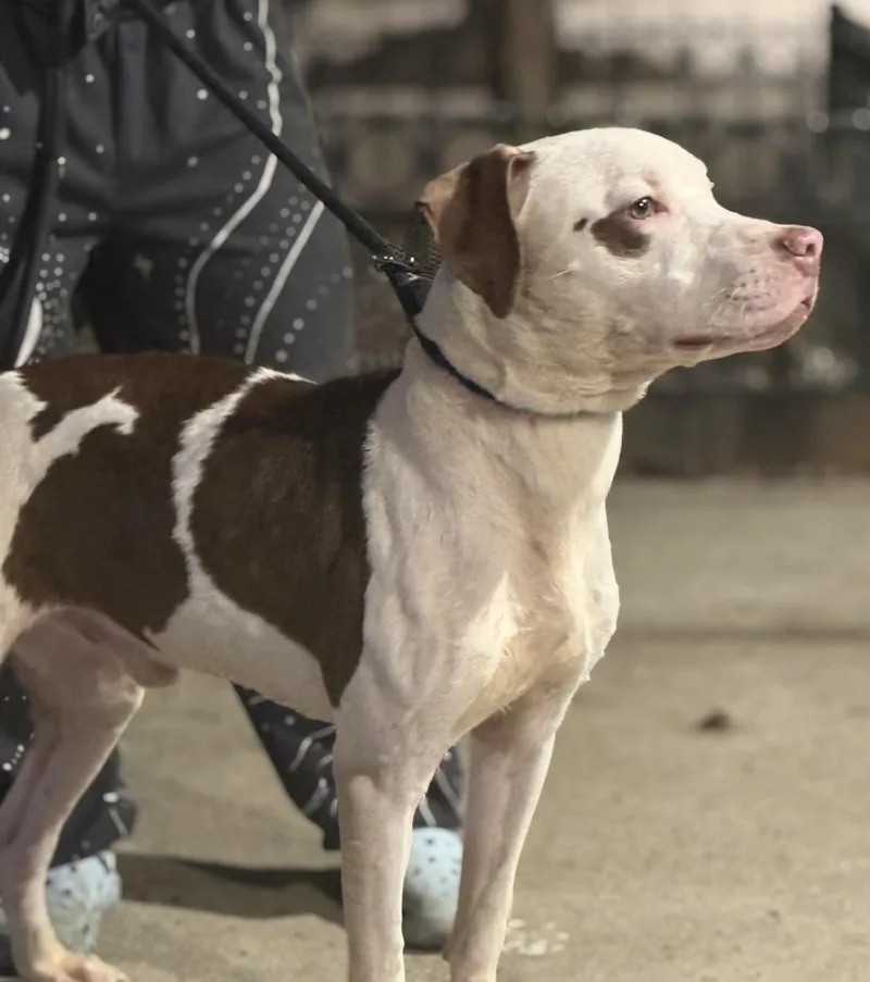 A young medium-sized male Brown / Chocolate American Staffordshire Terrier dog named Soto Bean for adoption in Brooklyn, NY