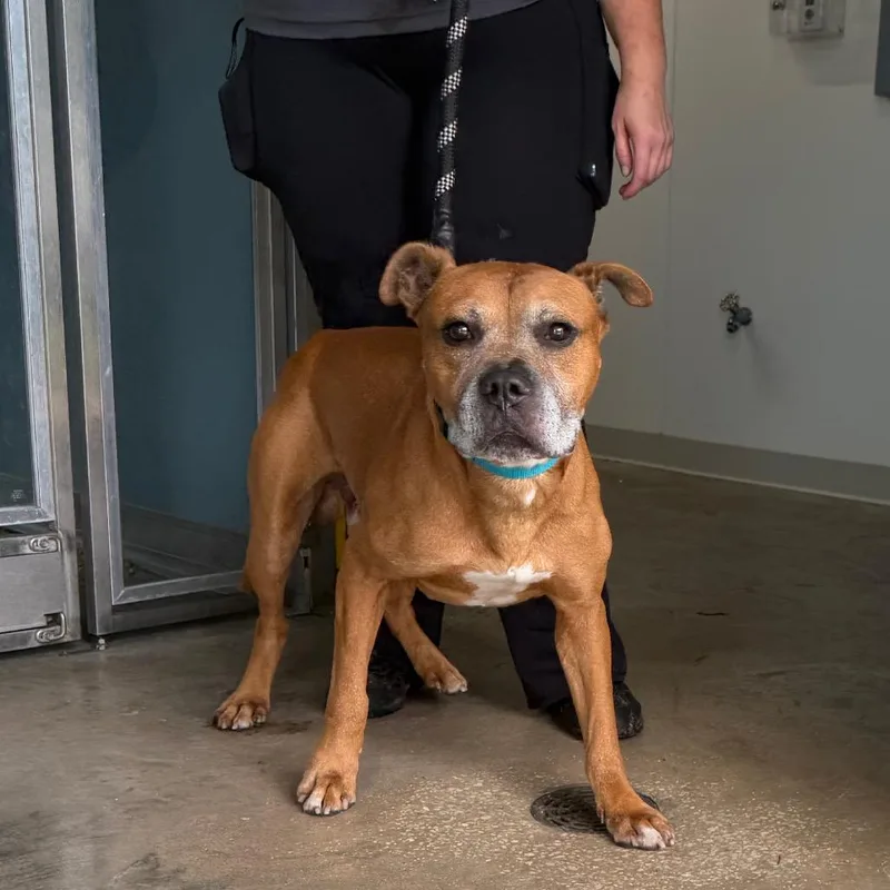 An adult medium-sized male Brown / Chocolate Boxer dog named Herman for adoption in Tampa, FL