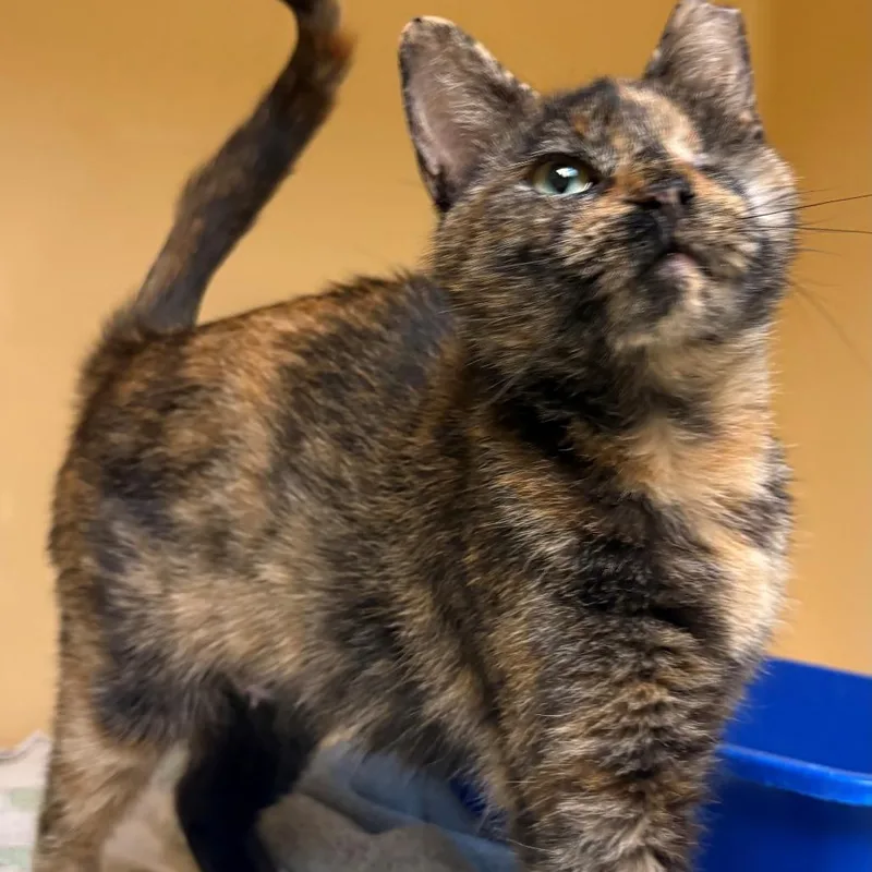 An adult medium-sized female Tortoiseshell Domestic Short Hair cat named Joy for adoption in East Hanover, NJ