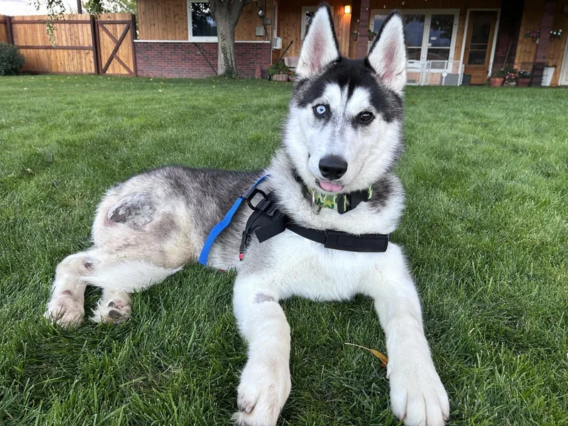 A baby large-sized male Husky dog named Radar for adoption in Polson, MT