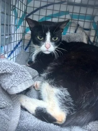 An adult medium-sized female Domestic Short Hair cat named Mochi for adoption in Honolulu, HI