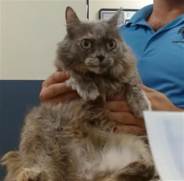 An adult small-sized female Domestic Short Hair cat named Violet for adoption in Miami, FL