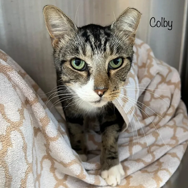 Colby thumbnail 2