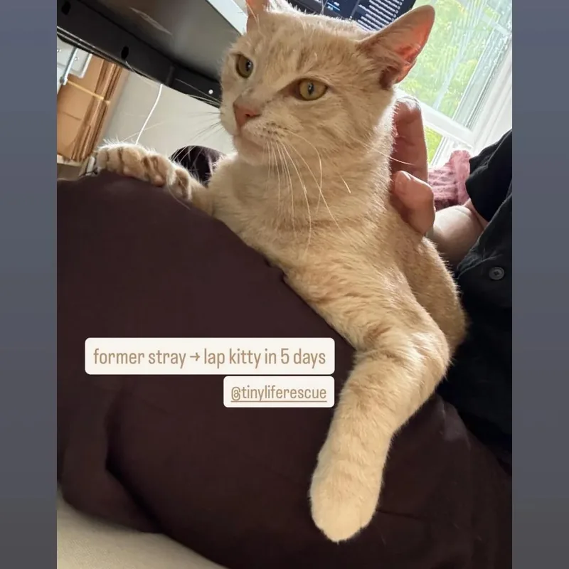 An adult medium-sized male Domestic Short Hair cat named Garfield for adoption in Haddon Heights, NJ