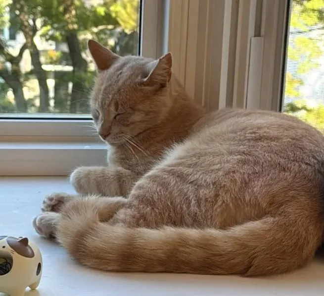 Garfield thumbnail 2