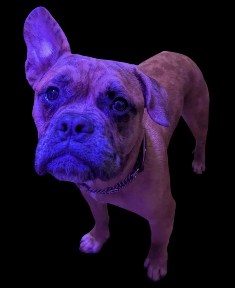 A young medium-sized male Tricolor (Brown, Black, & White) Mixed Breed dog named Beefcake for adoption in Maineville, OH