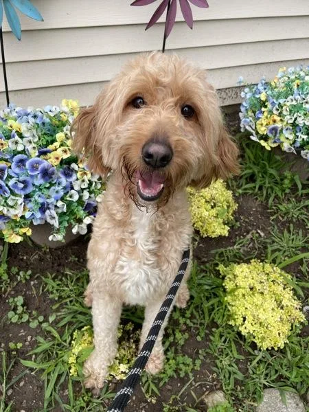 An adult medium-sized female Golden Retriever dog named Funnel Cake for adoption in Oakland, NJ