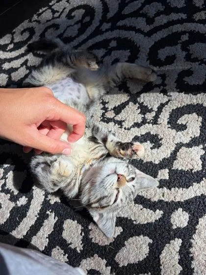 A baby medium-sized female Domestic Short Hair cat named Janice for adoption in Pleasanton, CA