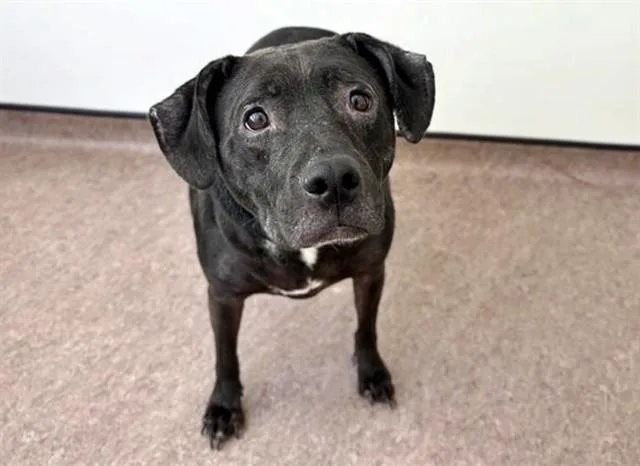 An adult medium-sized female Pit Bull Terrier dog named Gypsy for adoption in Saint Louis, MO