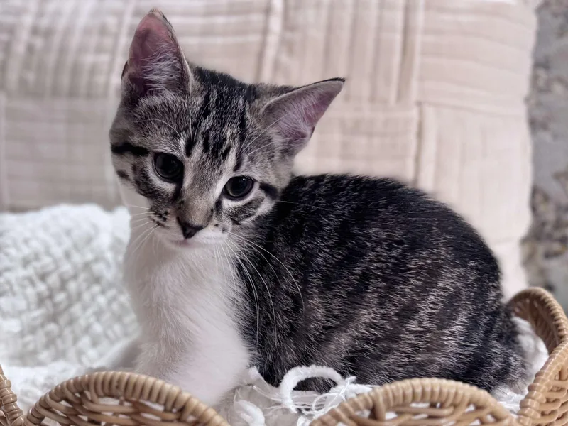 A young medium-sized female White Domestic Short Hair cat named Violet for adoption in Effingham, IL
