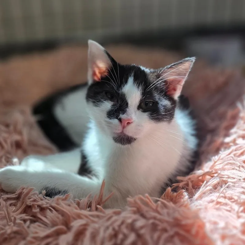 A baby small-sized female Black Domestic Short Hair cat named Haworthia for adoption in Chatham, VA