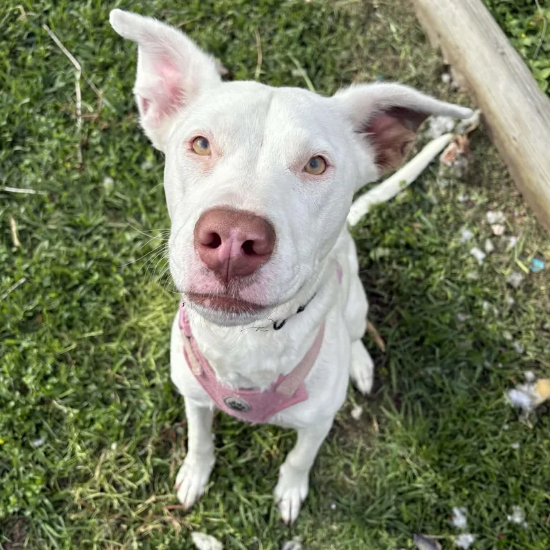 Snowflake thumbnail 3