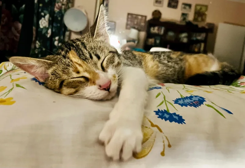 Princess Sophie